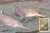 Un timbre postal obtenido en la página web spider.ipac.caltech.edu parece el postrero homenaje al delfín blanco de agua dulce