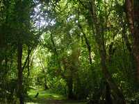 Parte de la selva alta en el ejido Santa Rosa Abata, del municipio de San Andrés Tuxtla, Veracruz. La anterior es una de las zonas incluidas en el programa de captura y conversión del dióxido de carbono en materia orgánica