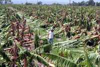 Más de cien mil hectáreas de cultivos agrícolas resultaron siniestradas en Veracruz por Dean  