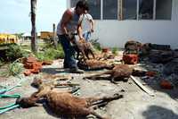 Un centenar de animales muertos, principalmente borregos, y 200 casas afectadas fue el saldo de Dean a su paso por el municipio de San Rafael, estado de Veracruz