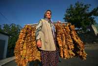 En Bulgaria, una mujer con hoja de tabaco. El cultivo de este producto es el sustento de la mayoría de la población del sur de ese país
