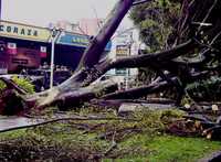 Una tormenta acompañada de granizo y ráfagas de viento derribó varios árboles e inundó viviendas en Uruapan
