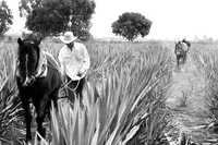 Productor de agave en Arandas, Jalisco