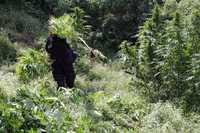 Policías rurales de Jalisco localizaron y destruyeron plantíos de mariguana en varios municipios del estado