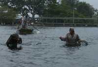 Habitantes de Villahermosa rescatan una de las aproximadamente 60 reses que quedaron atrapadas al desbordarse el río Grijalva
