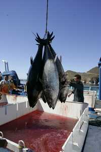 Trabajadores descargan varios ejemplares de atún azul en el puerto de Ensenada. Imagen de archivo