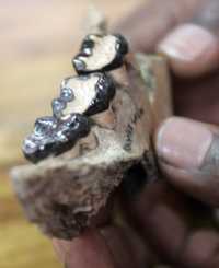 Trozo de la mandíbula con tres de los 11 dientes de la nueva especie, en el Museo Nacional de Kenia