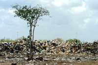La destrucción del manglar dejaría indefensa a la Península de Yucatán ante el embate de ciclones y huracanes, advierten ecologistas. Imagen de archivo