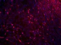 La Universidad de Kyoto difundió esta imagen de células neuronales obtenidas en laboratorio