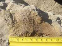 Sobresale del suelo la piel del hadrosaurio descubierto en 1999. Este puede ser el dinosaurio más completo hallado hasta la fecha