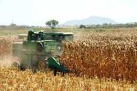 Aún por definirse, los montos que canalizarán las autoridades a los campesinos para impulsar la producción de maíz, ante la liberalización de las importaciones del grano