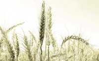 A principios de septiembre pasado el precio mundial del trigo se elevó a más de 400 dólares por tonelada, el más alto alguna vez registrado