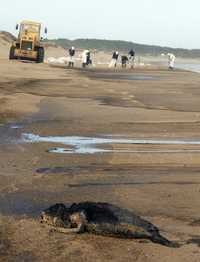 Uruguayos realizan labores de limpieza de petróleo derramado en la playa José Ignacio, en Punta del Este. El accidente ocurrió cuando un buque noruego descargaba el combustible. En el primer plano se aprecia a un león marino que murió debido a la contaminación