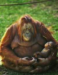A-Me arrulla al pequeño orangután, de casi tres meses de edad