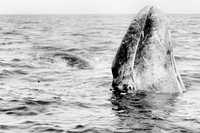 Ejemplar de ballena gris en la Laguna de San Ignacio, Baja California Sur