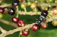 Insectos sociales como las hormigas muestran grados poco usuales de vinculación con su colonia. En la imagen, un ejemplar, luego de ser infestado por gusanos parásitos. Semejante, a la vista, a un racimo de cerezas, es manjar para las aves que tras ingerirla ayudan a que los gusanos se desperdiguen y se reproduzcan