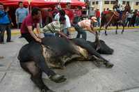Las autoridades dotaron de lazos a los "cuidadores de toros" para acompañarlos por las calles; la medida sólo sirvió para inmovilizar a los animales y ponerlos a merced de la muchedumbre