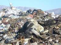 Una vaca muerta se pude al sol entre montones de desperdicios en el basurero municipal de Chihuahua, ciudad que se quedará sin relleno sanitario debido a que una sección ya está saturada y la otra es objeto de un pleito legal