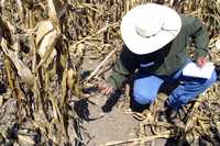 Parcela del Centro Internacional de Mejoramiento de Maíz y Trigo en Texcoco, estado de México  Roberto García Ortiz