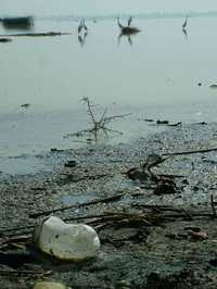 Polución, cazadores y la falta de plantas de tratamiento ponen en riesgo el santuario de la laguna de Zumpango, adonde llegaron más de 50 mil aves