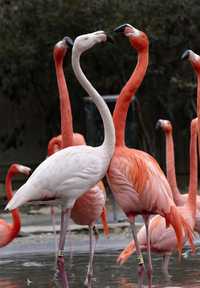 Giacomo Casanova utilizaba el chocolate para sus placenteras aventuras. En la imagen, dos flamingos en el zoológico Smithsonianis, en Washington. Las especies americanas cada año empiezan su elaborado cortejo amoroso alrededor del día de San Valentín