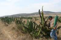 Un campesino del municipio de Singuilucan, Hidalgo, extrae aguamiel para producir pulque