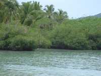 De acuerdo con datos de especialistas, de 1976 a 2000, Quintana Roo, el estado donde se concentra la mayor parte de los manglares de México, perdió 22 por ciento de dicho complejo natural