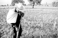 Un campesino limpia su terreno donde siembra maíz para su subsistencia, en el poblado mexiquense de Tenango del Valle