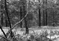 El Bosque de Tlalpan fue considerado Área Natural Protegida en 1997, por lo que, en las observaciones a la autoridad, la PAOT señala tomar medidas para garantizar su conservación