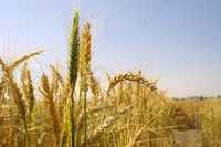 Los grandes compradores de trigo en México se resisten a adquirir el grano a precio de mercado y no se han inscrito en el programa por contrato, se queja la ANEC