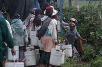 Campesinos de varios estados se dirigen a trabajar a la campos agrícolas de Sinaloa