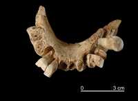 Imagen que muestra la región anterior de la mandíbula encontrada por investigadores españoles en un yacimiento de Atapuerca, Burgos