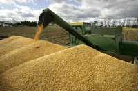 ONG advirtieron que el uso de OGM sólo hará a campesinos más dependientes de trasnacionales