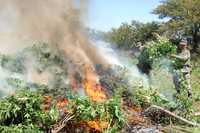 Elementos del Ejército Mexicano destruyen mariguana en un plantío en Sinaloa