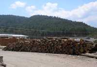 Cada año las comunidades del campo producen 139 mil metros cúbicos de madera