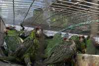 Loros y guacamayas, en peligro de desaparecer. En la imagen, aves decomisadas en Guerrero