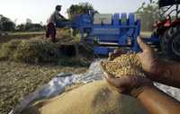 Cosecha de trigo en Jamu, India. En 14 años de tratados comerciales, en especial el TLCAN, México erogó 120 mil millones de dólares en importar alimentos, la mayoría de los cuales antes se producían en el país