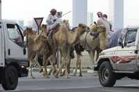 El precio de los alimentos en los países árabes va en aumento. Incluso el costo del forraje para los camellos se ha más que duplicado en ocho meses