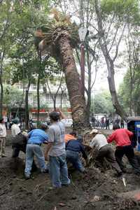 En la Condesa, durante el trasplante