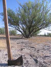 Leñadores del municipio de San Pedro de las Colonias, Coahuila, talan mezquites de manera clandestina e inmoderada para producir carbón