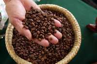 Productores de café de Jalisco aseguran que los intermediarios son quienes realmente se benefician de los programas de apoyo al cultivo de este grano