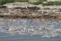 Varamiento masivo de calamares gigantes en las playas de Loreto, Baja California Sur