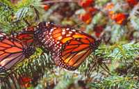 Mariposas Monarca en su hábitat, en el estado de México y Michoacán