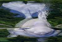 Esta cría de ballena beluga disfruta en un estanque de un acuario de Vancouver, Canadá, donde nació el pasado junio