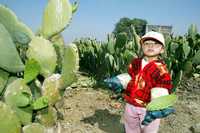 En Milpa Alta hasta los niños colaboran en la cosecha del nopal