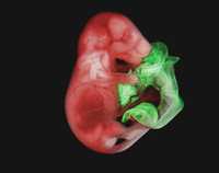 La aplicación del material fluorescente tiene para observación del desarrollo celular y estructural de cuerpos en gestación gran potencial científico. La imagen muestra un embrión de ratón, cuyo cuerpo fue marcado con proteínas de distintos colores