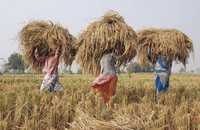 Mientras países en vías de desarrollo enfrentan problemas de abasto alimentario, la corporación Neurosearch desarrolló una droga, llamada tesofensina, que tiene un potente efecto para reducir el apetito. En la imagen, granjeros llevan la cosecha de arroz en un campo en la aldea de Aring, 20 kilómetros al oeste de la ciudad india de Mathura