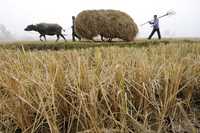 Más de una cuarta parte de las frutas, los vegetales y los cereales producidos en la mayor parte del mundo contienen residuos detectables de pesticidas. En la imagen, dos granjeros caminan cerca de un campo de arroz en las cercanías de Xiangfan, provincia de Hubei, República Popular China