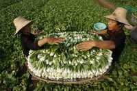 En Estados Unidos expertos advierten que todas las mujeres deberían evitar el incremento excesivo de peso durante el embarazo. mientras en China, granjeros cosechan vegetales en la provincia de Hubei. El Partido Comunista dijo que está enfocado en doblar el ingreso de los campesinos chinos en 12 años en un esfuerzo para elevar la demanda doméstica para contrarrestar los efectos de la crisis económica global