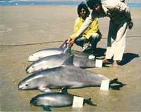 Grave riesgo de que desaparezca el cetáceo, el cual sólo existe en el Golfo de California